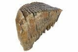 Fossil Woolly Mammoth Molar - Siberia #235040-2
